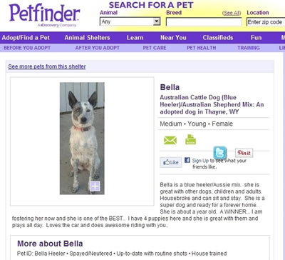 Finding dog to adopt.