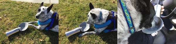 dog tests PacificPaws Northwest dog water bottle