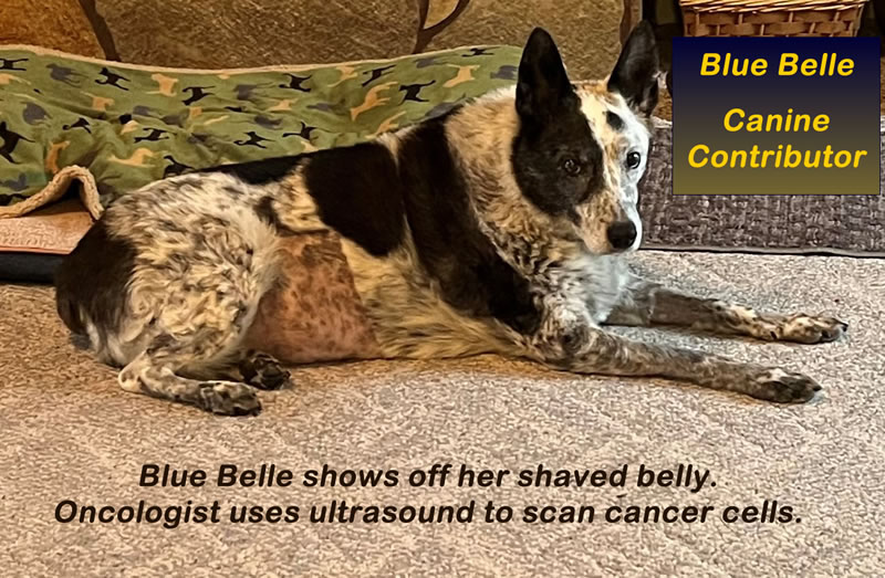 Blue Belle Canine Contributor recovers from Cancer surgery.