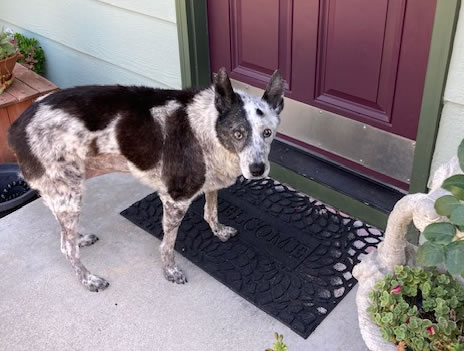 Dog with shaved belly due to ultrasound.