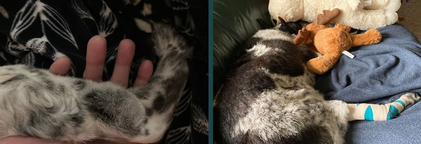 Dog lump - MCT cancer.