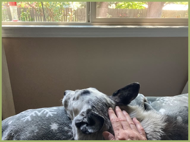 Our dog thinking about surviving cancer.
