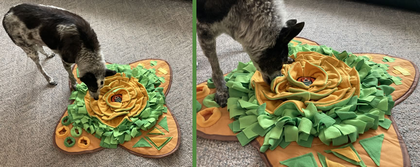 Dog enjoying Snuffle Mat - Review