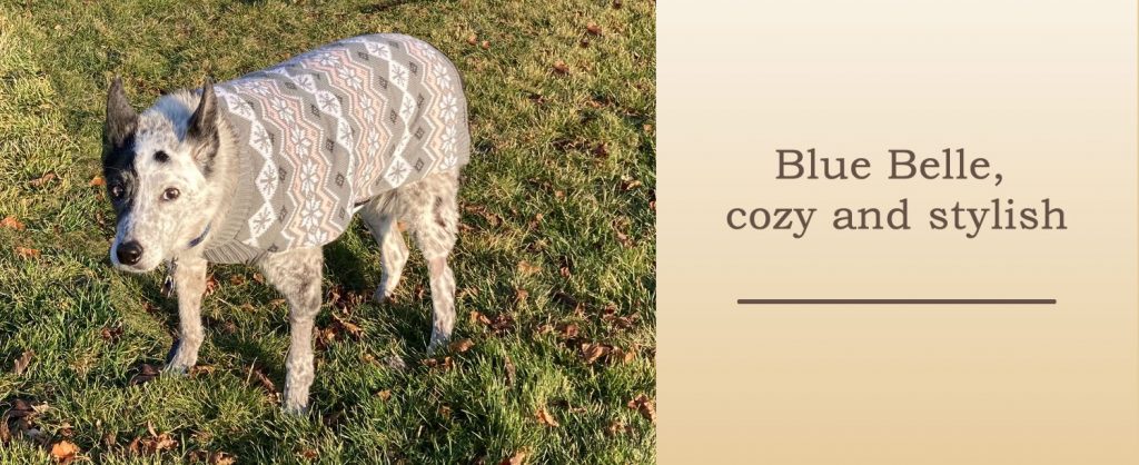 A senior mixed‑breed dog named Blue Belle wearing a cozy winter sweater after her oncology visit.