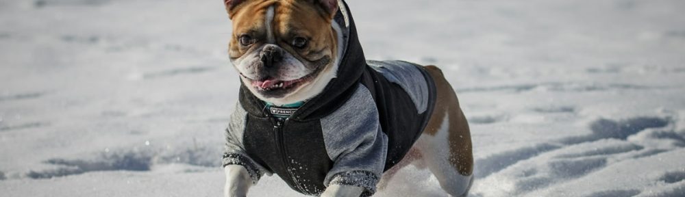 A French Bulldog wearing a black and gray hoodie running through fresh snow.