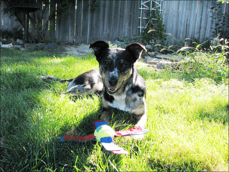  Toy enrichment to deepen your connection with your dog.

