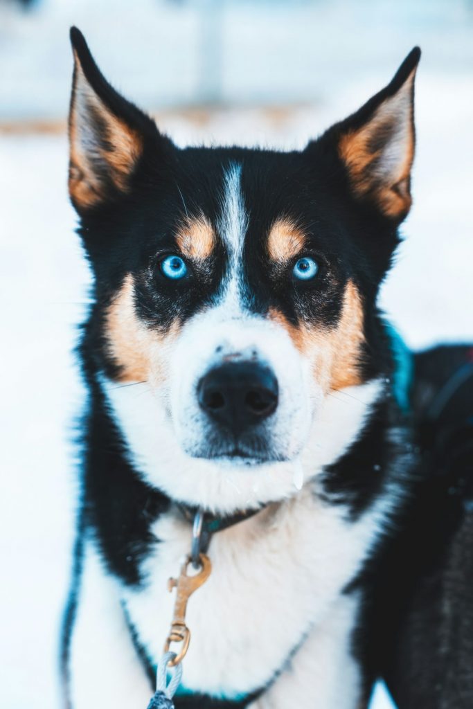 A husky dog with striking blue eyes looks forward