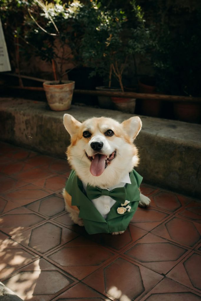 Corgi dressed in a green tuxedo with a floral boutonnière, sitting among potted plants at a wedding venue.