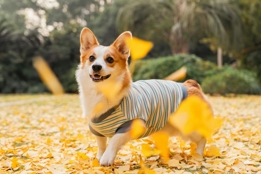 A Corgi wearing a striped sweater standing on yellow autumn leaves, with palm trees in the background.