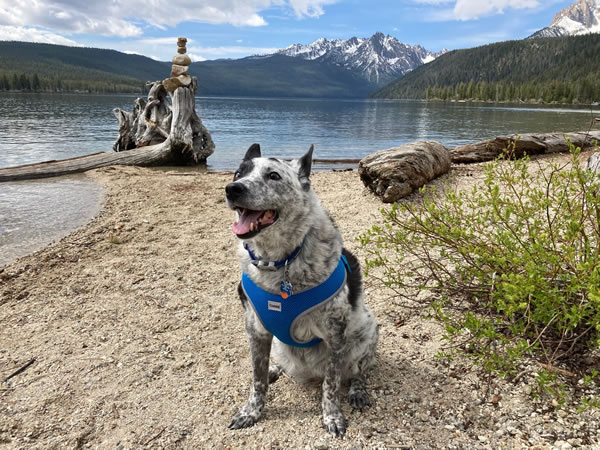 how to help a blind dog — Blue Belle exploring outdoors at Redfish Lake