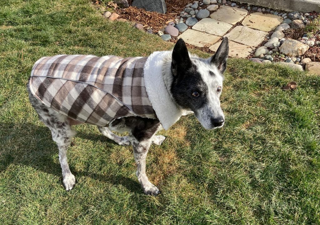 Blue Belle, a senior mixed‑breed dog, standing outdoors in her winter coat.