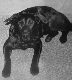 Huck the black lab, a loyal companion in our life in Alaska.