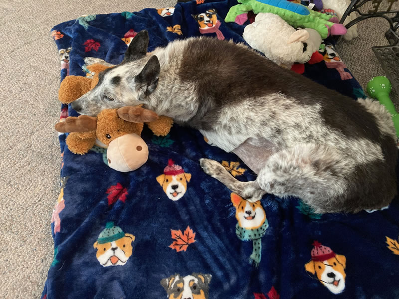 Senior dog resting on a heated pet pad with a dog blanket and plush toys, showing comfort and care for senior dog quality of life.