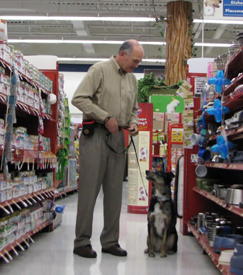 Maggie practicing sit during a session to build trust with your dog.