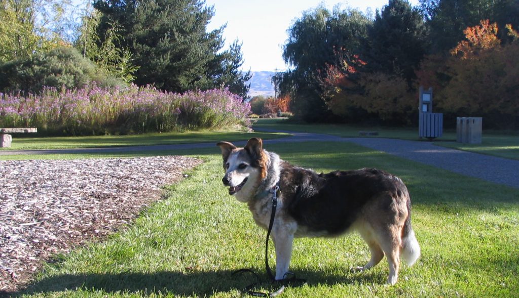 Scout, a long‑haired Australian Shepherd, standing in a park with autumn trees and mountain views.