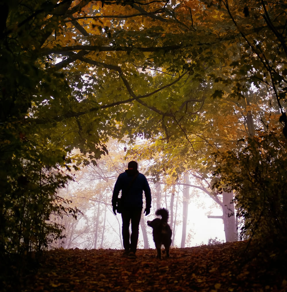 Person walking with a dog along a leaf‑covered forest path during autumn, strengthening your bond with your dog.