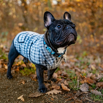 A French Bulldog wearing a checkered winter coat on a leaf‑covered path.