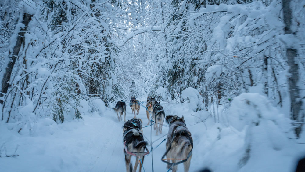Sled dog team running through snowy forest from musher’s view