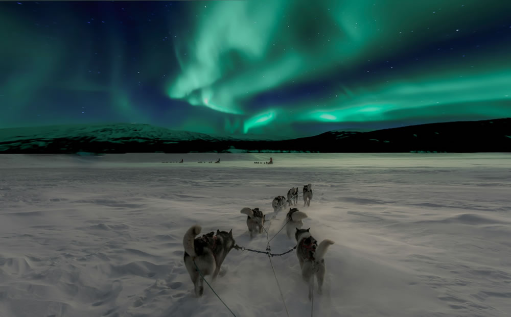 Sled dogs racing under the Northern Lights at night.
