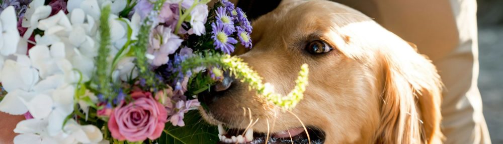 Golden Retriever sniffing a vibrant wedding bouquet, a sweet moment from a dog‑friendly celebration.