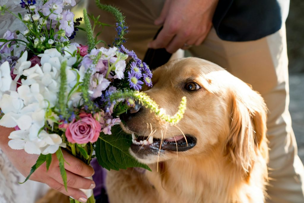 Golden retriever sniffing a colorful wedding bouquet held by a guest during an outdoor celebration.