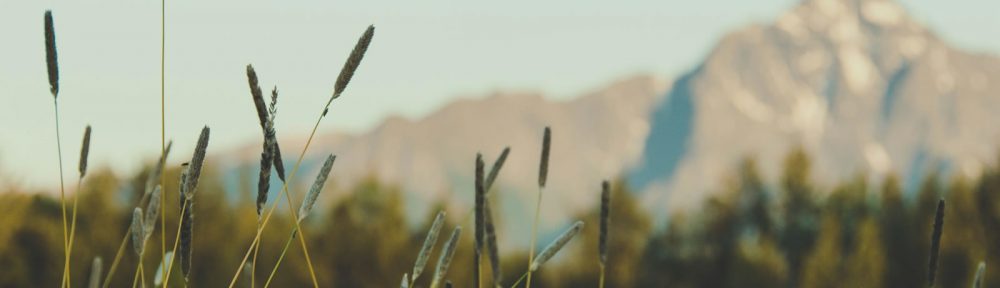 A soft mountain ridge in the Matanuska Valley with tall grass and trees in the foreground.