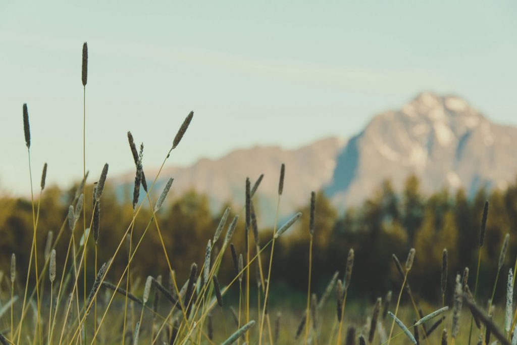 A soft mountain ridge in the Matanuska Valley with tall grass and trees in the foreground.