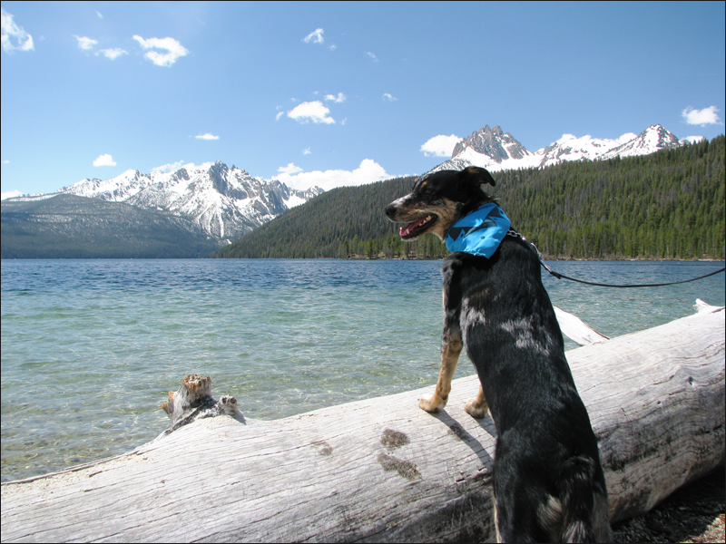 Dog overlooking a scenic lake, a peaceful moment to strengthen your bond with your dog