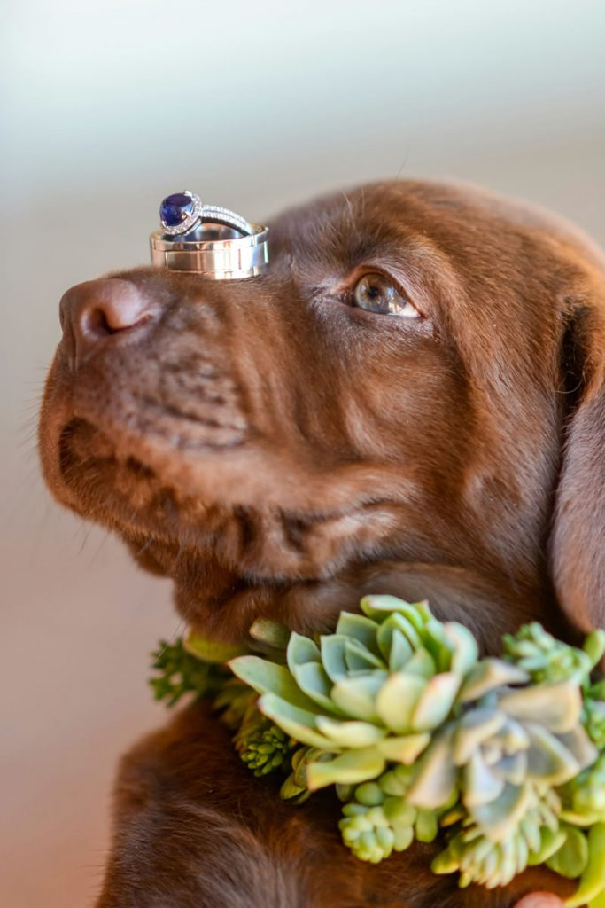 Chocolate Lab puppy wearing a succulent collar with wedding rings balanced on its nose.