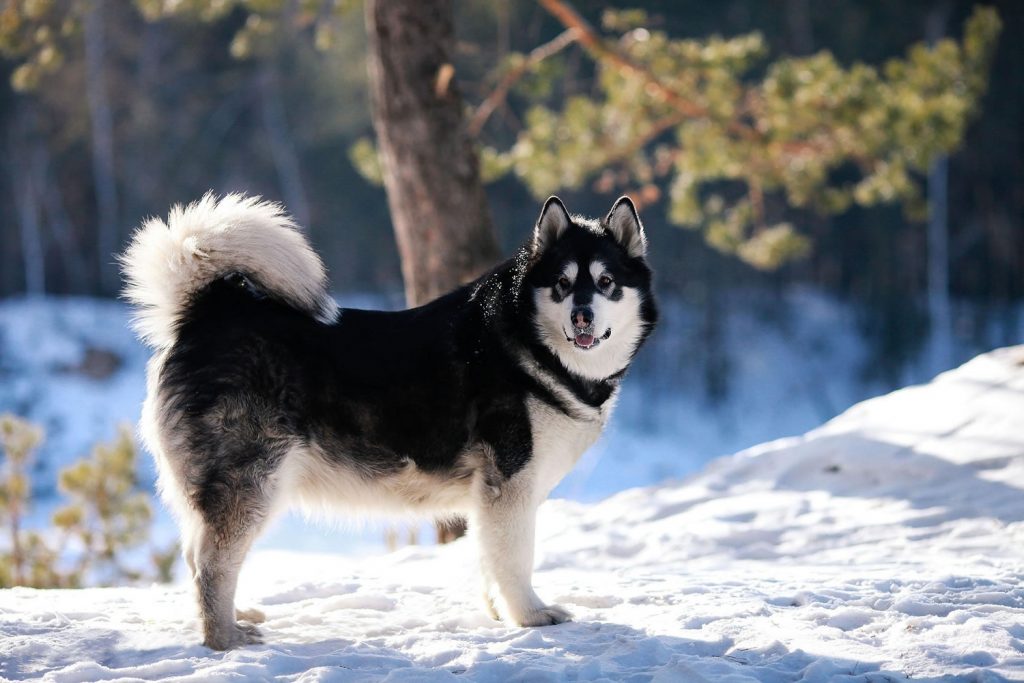 A fluffy Alaskan Malamute sitting in a snowy landscape with trees and a bright winter sky.