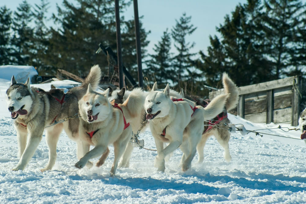 Four assorted-color Siberian Huskies running in a sled dog race
