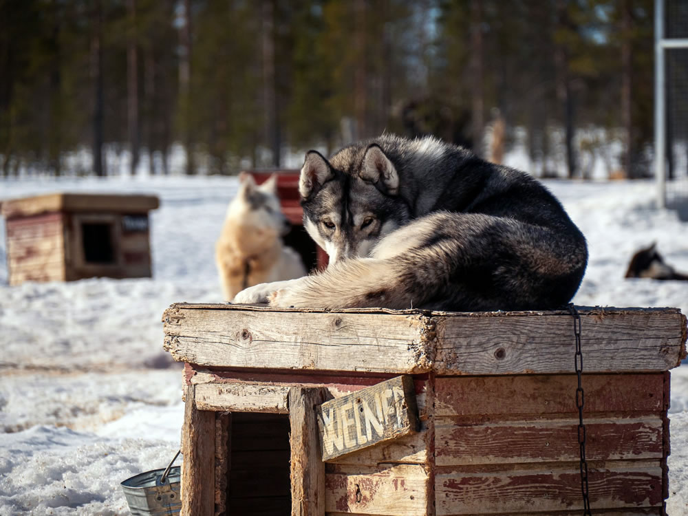 Sled dog resting on top of a wooden doghouse at camp