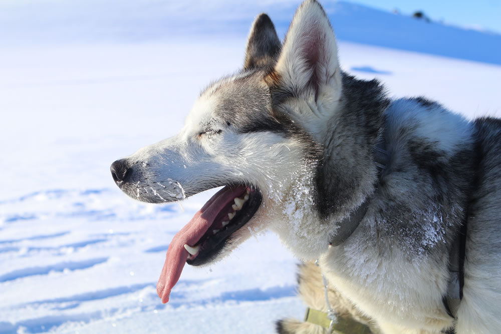Sled dog with frosty whiskers