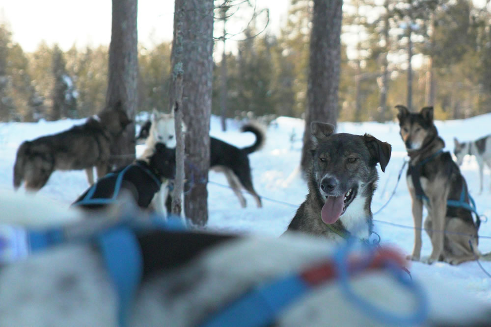A group of sled dogs resting in the snow.