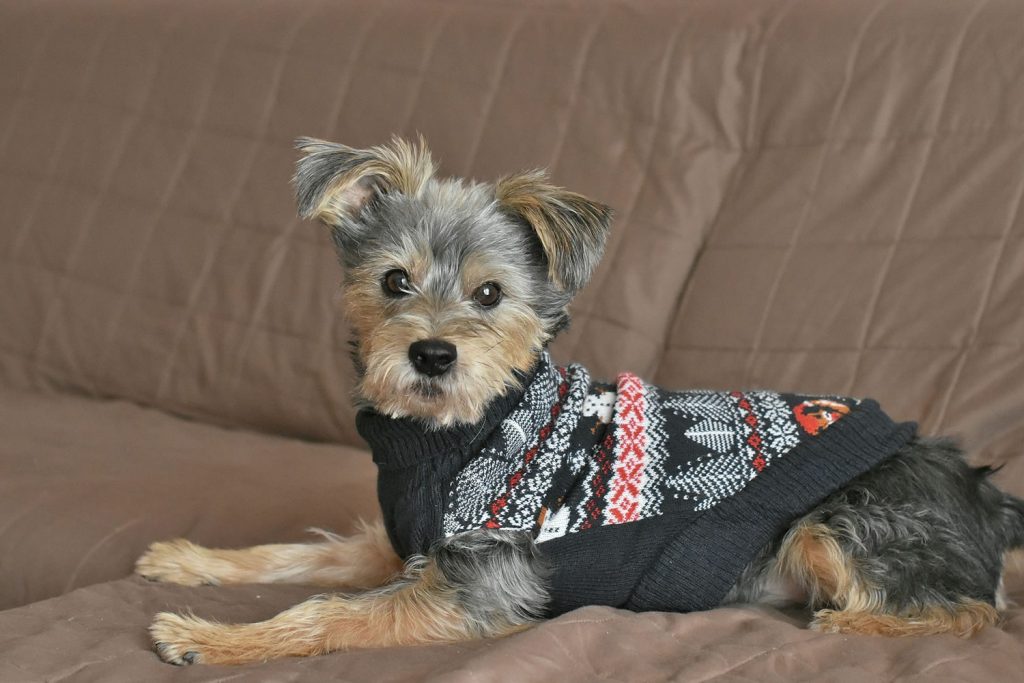 A small dog with gray and tan fur wearing a festive sweater, sitting alertly on a quilted couch.