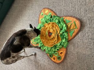 Blue Belle begins her senior dog snuffle mat discovery.