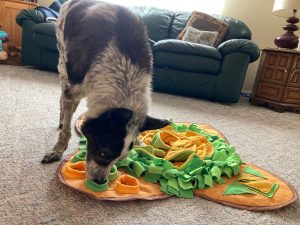 Senior dog finds treats in snuffle mat - good for quality of life.
