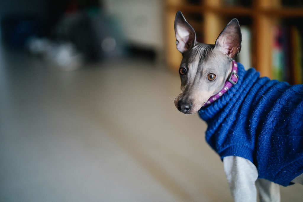 A hairless dog standing indoors wearing a blue knitted sweater and a purple collar.