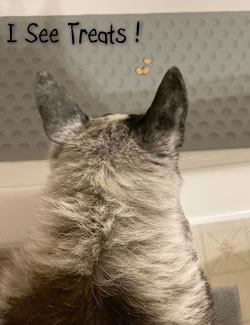 Senior dog Blue Belle peeks into the bathtub during her DIY dog bath, eyeing treats on the bath mat with playful curiosity.