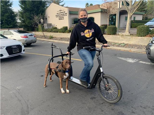 Person riding a dog powered scooter with a single dog running in the side frame.