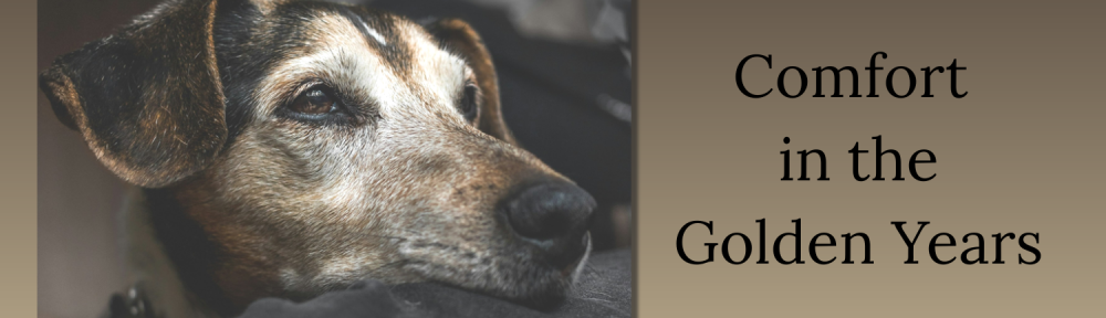 Senior dog resting calmly, representing comfort and quality of life for aging dogs.
