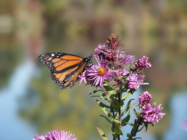 A monarch butterfly landing on a purple aster flower in a park setting, with soft foliage and water in the background.