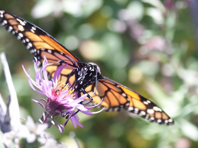 Macro close‑up of a monarch butterfly with wings open while perched on a purple flower, surrounded by soft green foliage.
