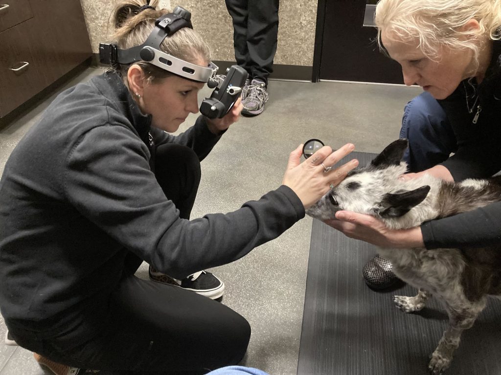 Veterinary ophthalmologist performing a dog eye doctor exam on Blue Belle.