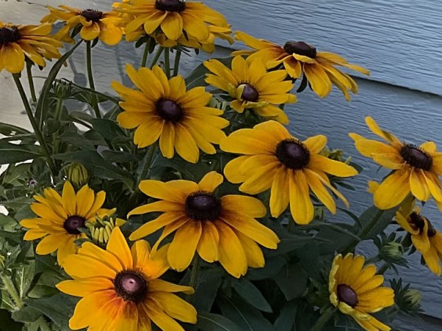 Bright yellow Rudbeckia flowers with dark centers blooming in front of a light blue garden wall.