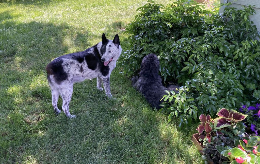 Senior dog Blue Belle in the garden, enjoying a quiet moment among early spring plants — gardening with dogs.