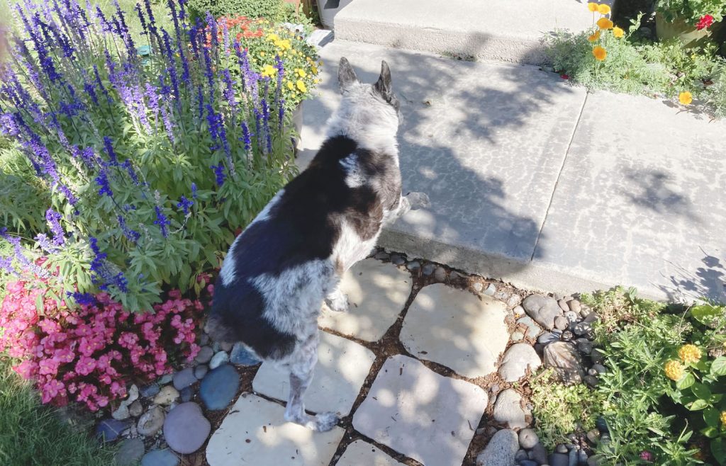 Blue Belle walking along her garden path, created to help her move safely through the yard — gardening with dogs.