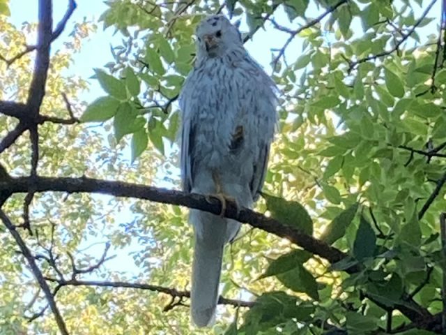 A light‑colored hawk perched on a tree branch in the backyard, surrounded by green foliage.