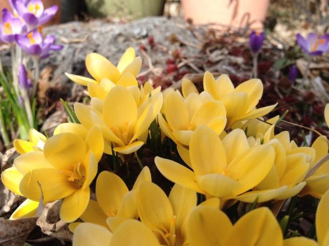 A cluster of bright yellow crocuses blooming in early spring, with purple crocuses and garden mulch in the background.