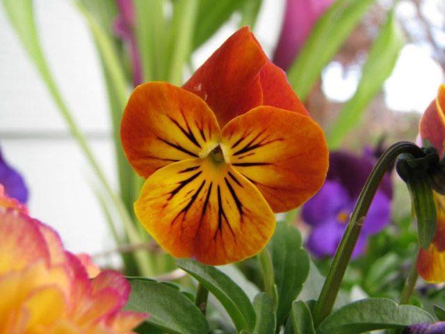 Close‑up of a brown and gold viola flower with dark veining, surrounded by green leaves and colorful garden blooms.